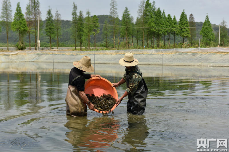 大闸蟹 2016年江苏河蟹养殖渔情分析预测（附报告）