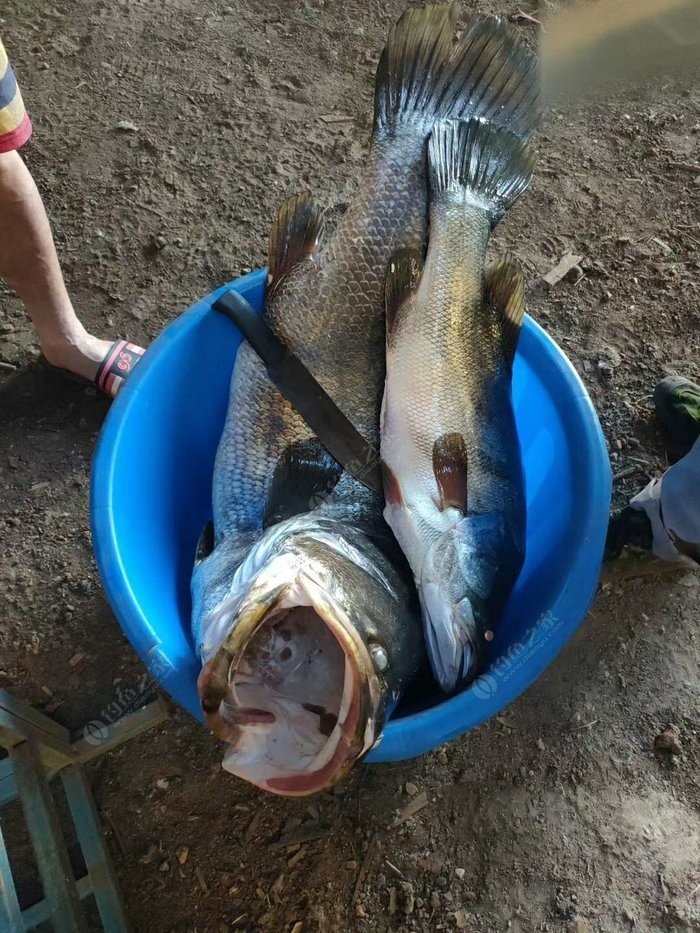 【出海钓鱼】秋季钓鲈鱼的技巧