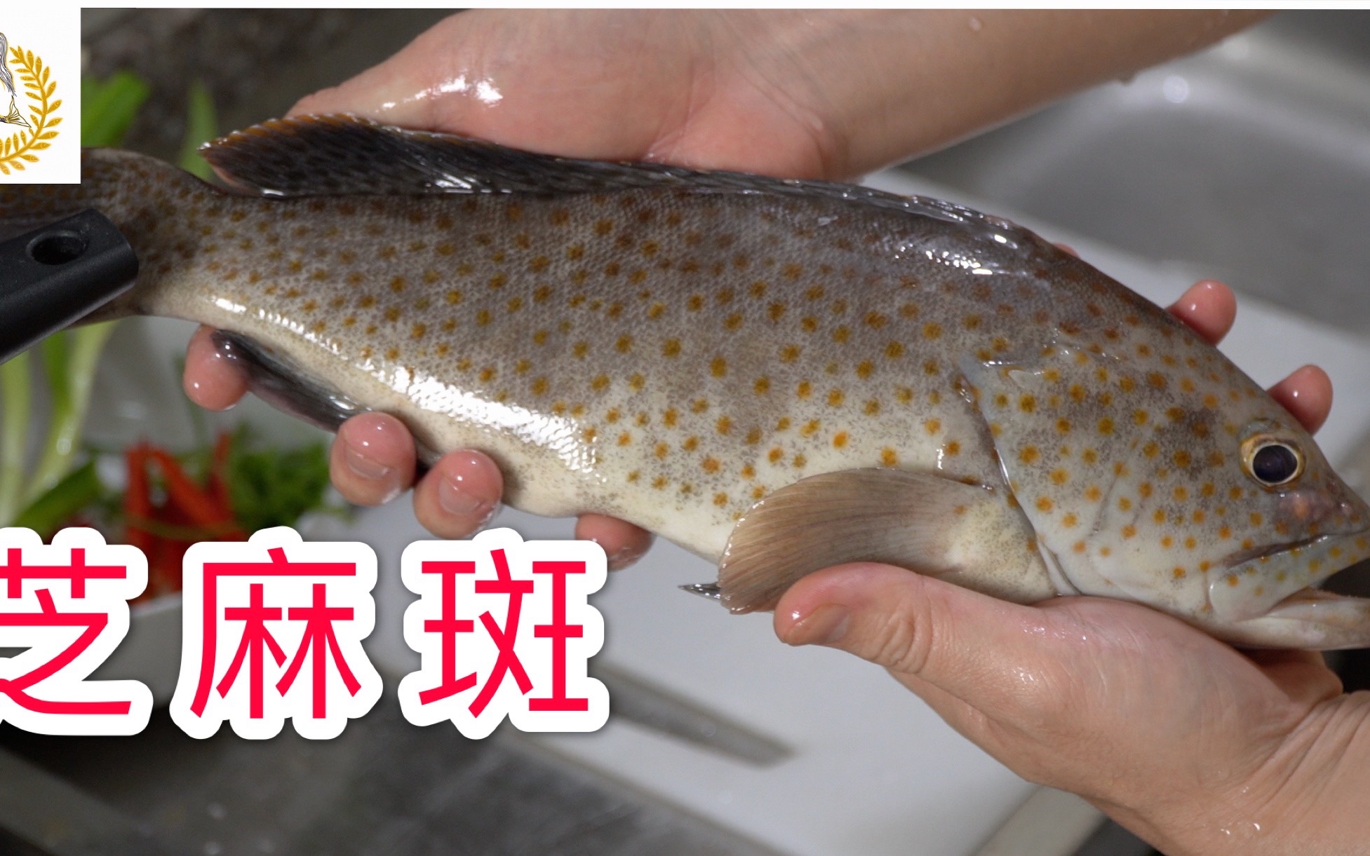 池塘放苗怎么办？如何挑选好的养殖方法？