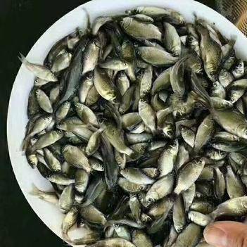 成品鱼和鱼苗价格起伏不大淡水鱼品种起伏很大