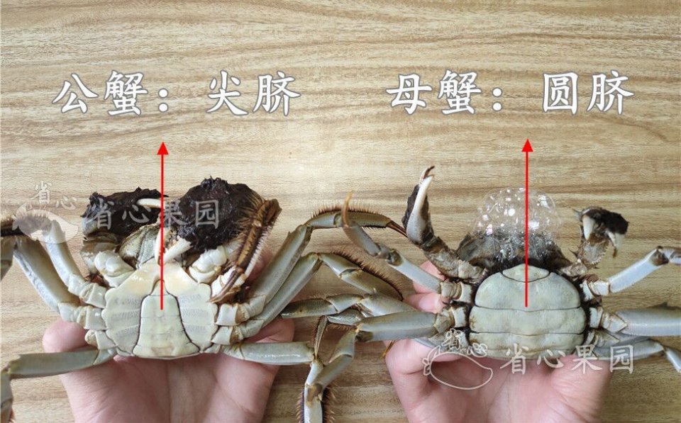 秋风起，蟹脚痒，公蟹和母蟹哪个更好吃？