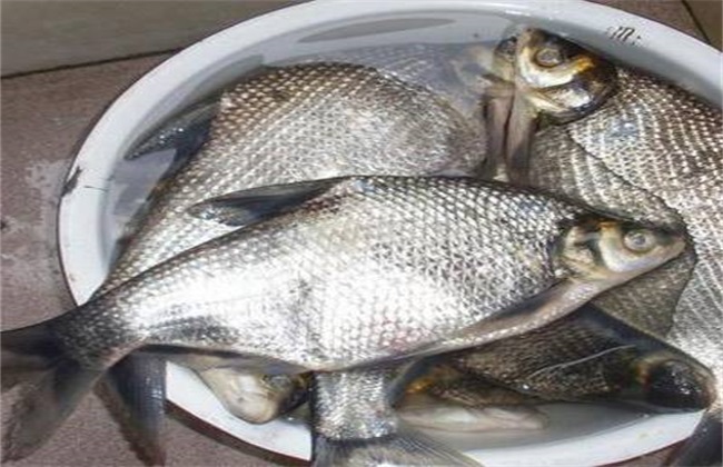 鲤鱼中国十种常见的食用鱼世界上十大最具营养鱼类