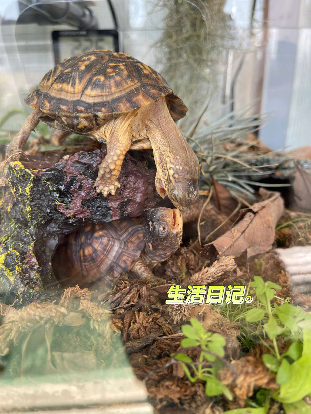 把乌龟养在家里而不冬眠是好是坏？ 风水有没有作用？