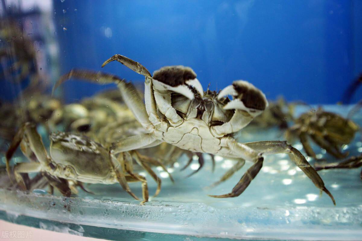 中国著名的特色水产品之一：青背、白肚、金爪、黄毛、体壮