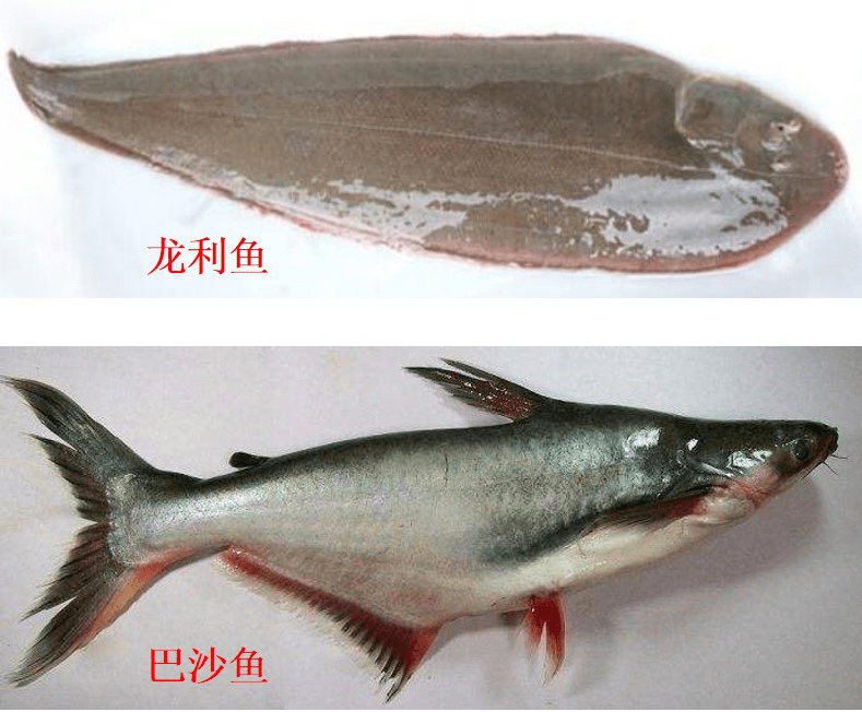 龙利鱼为什么一煮就碎？鲜美一起来看看
