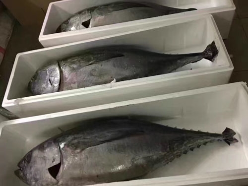 金枪鱼价格，金枪鱼多少钱一斤？元!