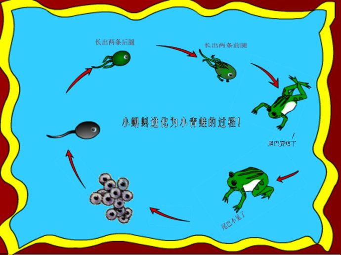 世界上最大的蝌蚪是不合理蛙