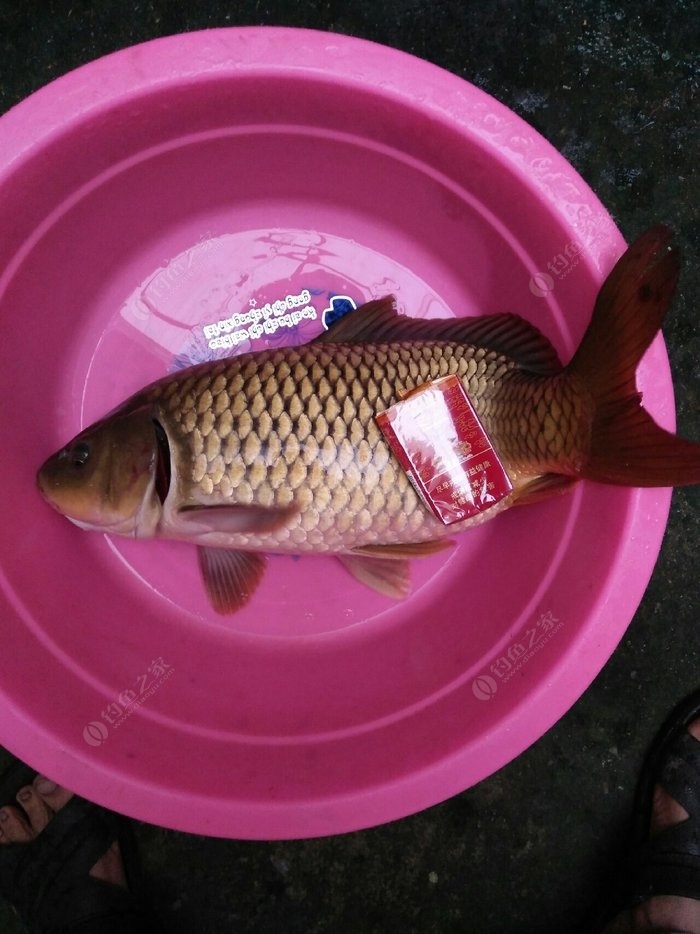 夏季钓鲤鱼的几种注意事项，你知道吗？