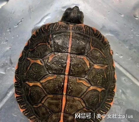 锦龟的体型可以长多大吗？不同品种体型不大