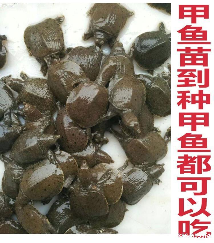 如何养殖出高品质的甲鱼呢？河州告诉你