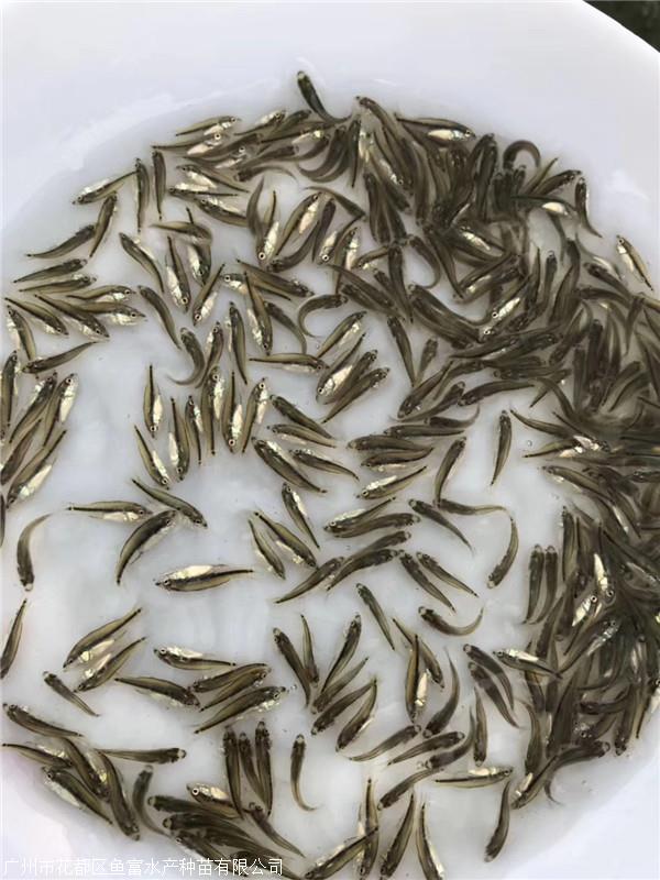 加州鲈标苗成功的收益却要翻几倍？