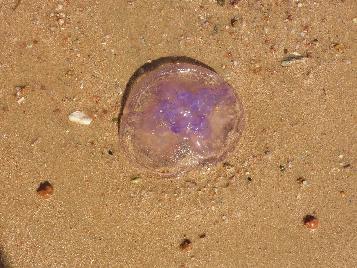 “桃花水母”首次“现身”延安背后轻盈柔软的生物
