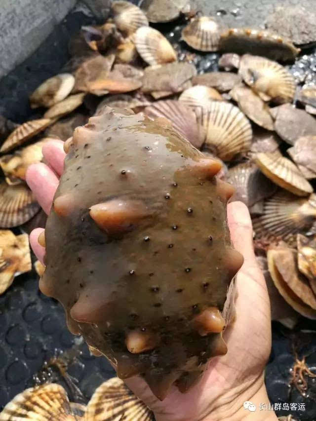 獐子岛海参在海参销售高端市场拥有很大的竞争力