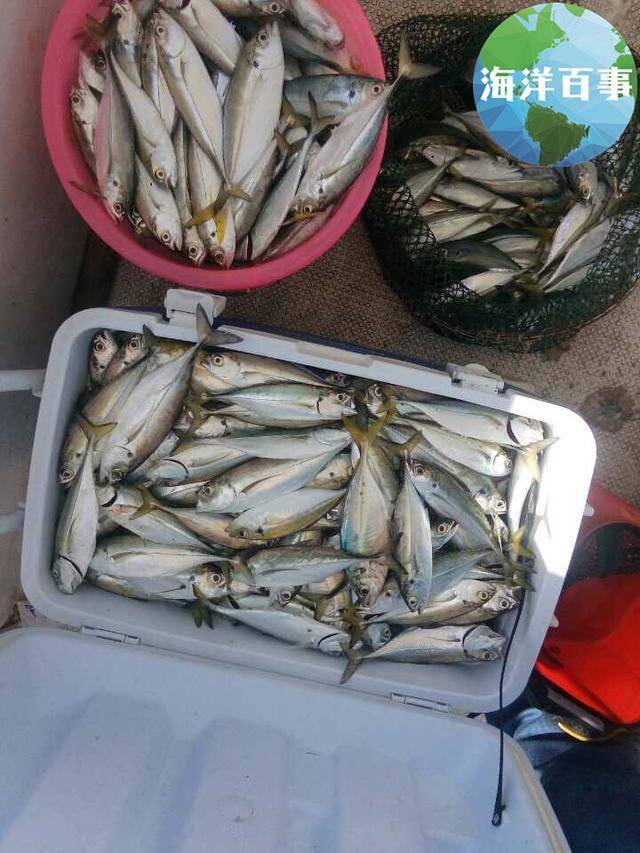 石九公鱼 路亚船钓海鲈的操作攻略，你值得拥有！！