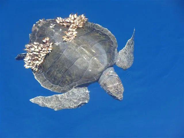 护龟液该怎样去使用,直接滴在龟背上吗
