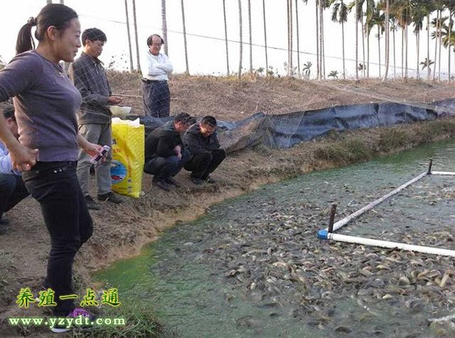 中国大鲵养殖技术（娃娃鱼）的设计与建造与作用