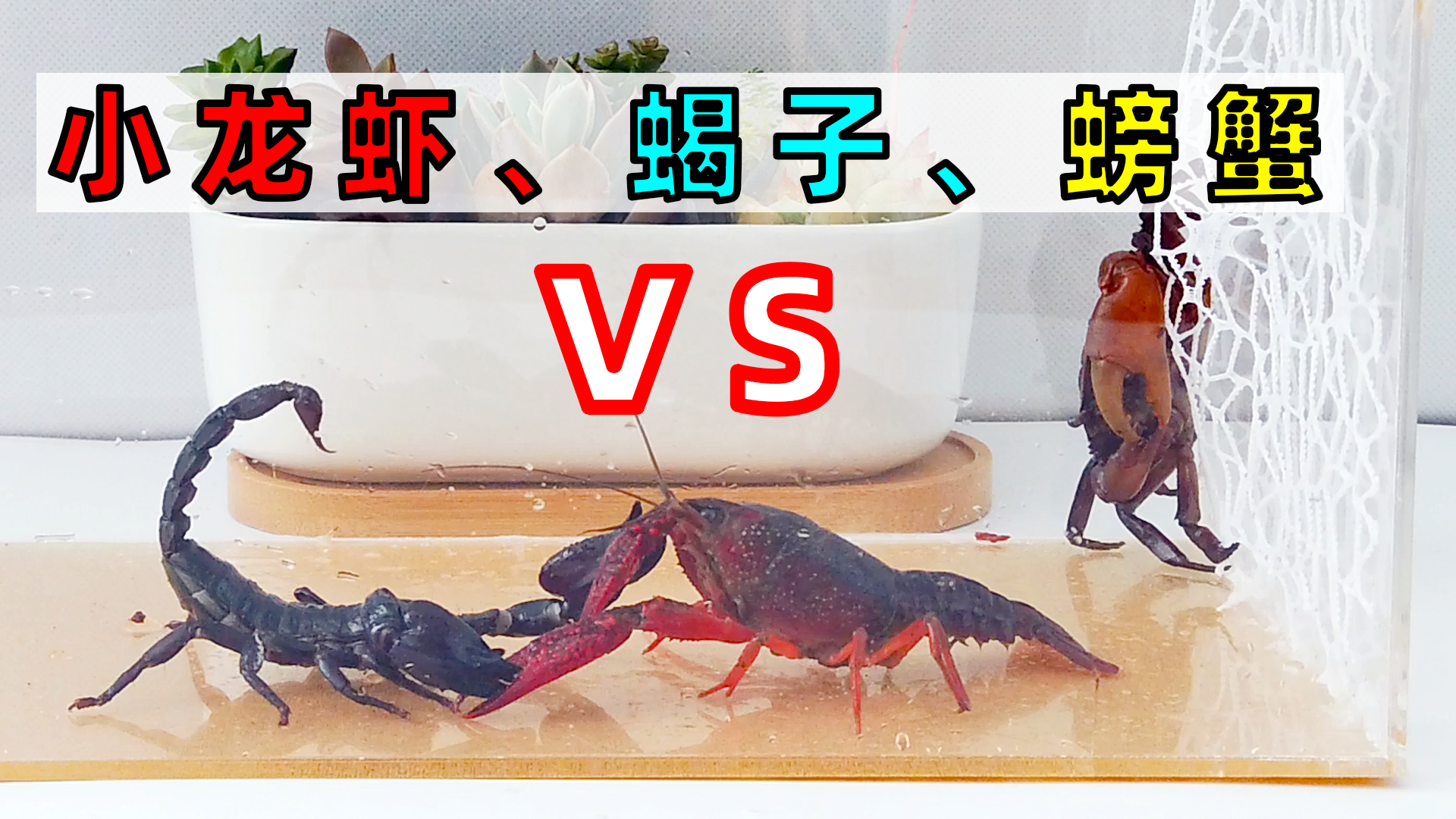 动物界的三种最大老虎，你知道几个？
