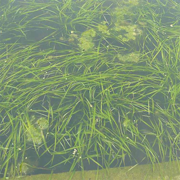 不同类型水草的种殖方法；种植方法