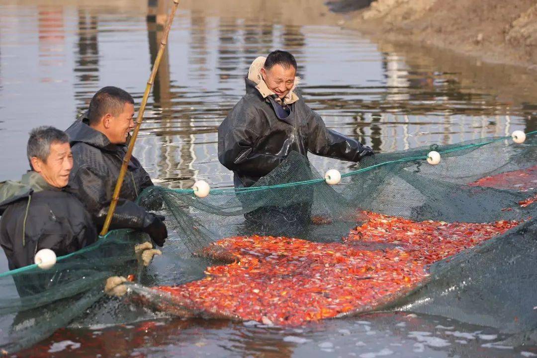 锦鲤产地 济南市获评“中国锦鲤名城”称号发展锦鲤产业助力乡村振兴