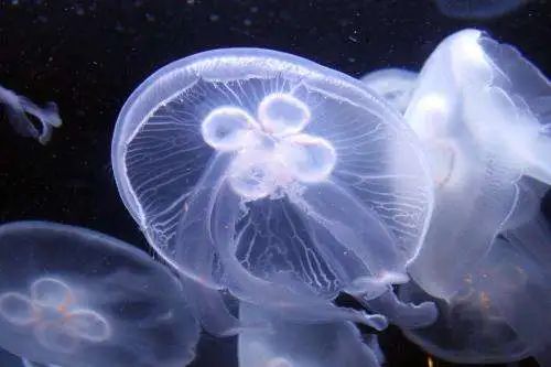 世界上首次记录“水中大熊猫”桃花水母
