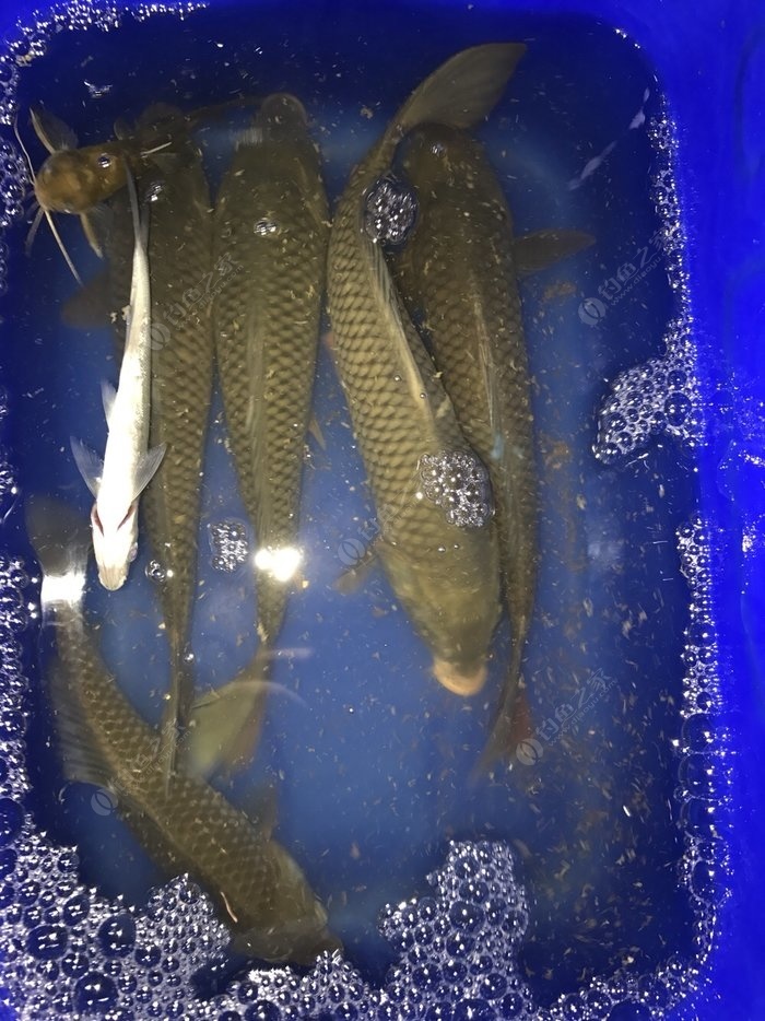 立秋后钓鲤鱼的方法，你知道吗？