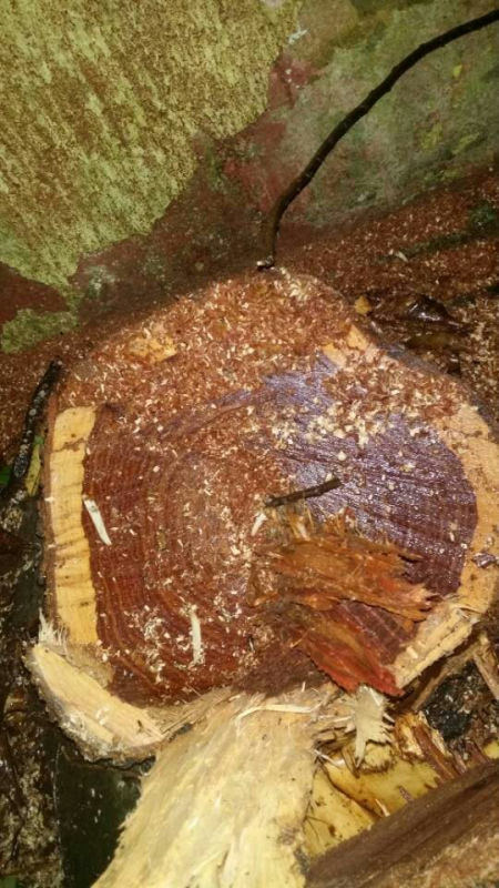 第三十三章硝烟再起虎跃龙潭传风摇枝头123