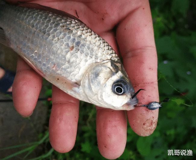 新一期的鱼乐无限深水测试舞云禅悍将试钓仙阳湖