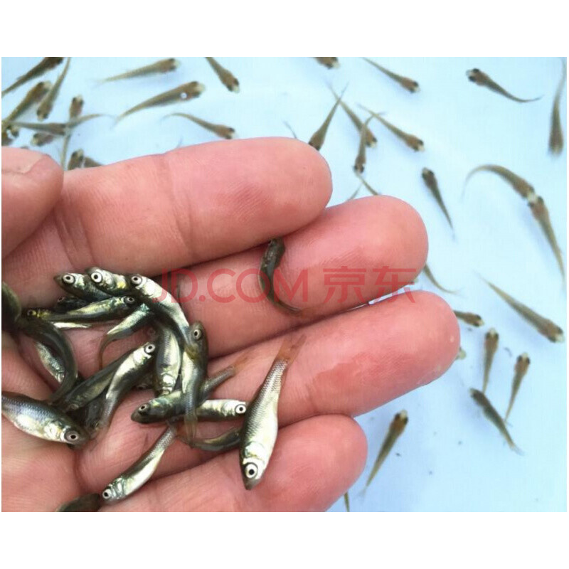 辐鳍鱼纲狗鱼目狗鱼科的其中一种食用价值