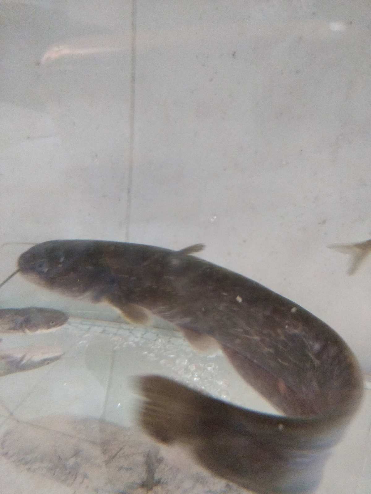 鲶鱼吃什么食物？鲶鱼可以养在鱼缸里养殖吗