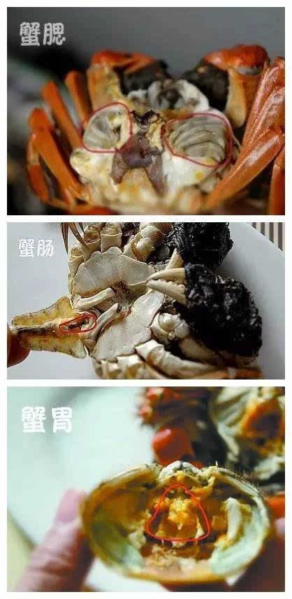新手怎么吃螃蟹图解，手把手教你螃蟹哪些部位不能吃