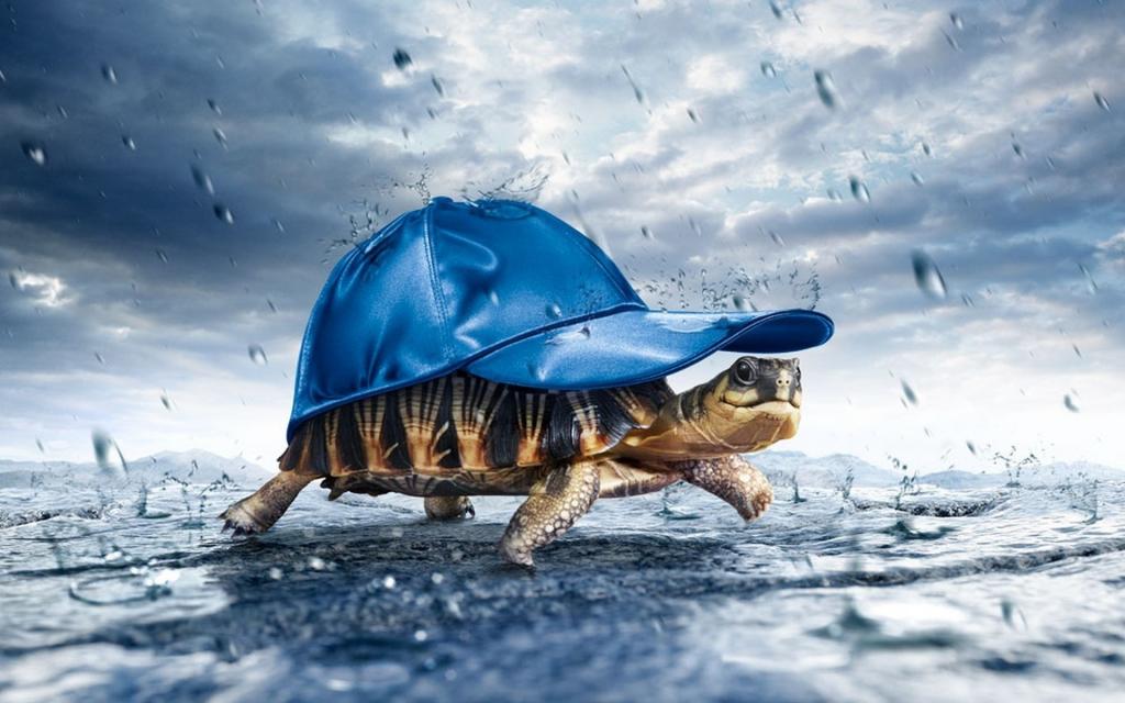 世界上最大的海龟