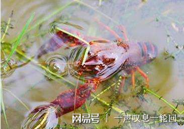 养殖小龙虾水深多少比较合适要不要换水？