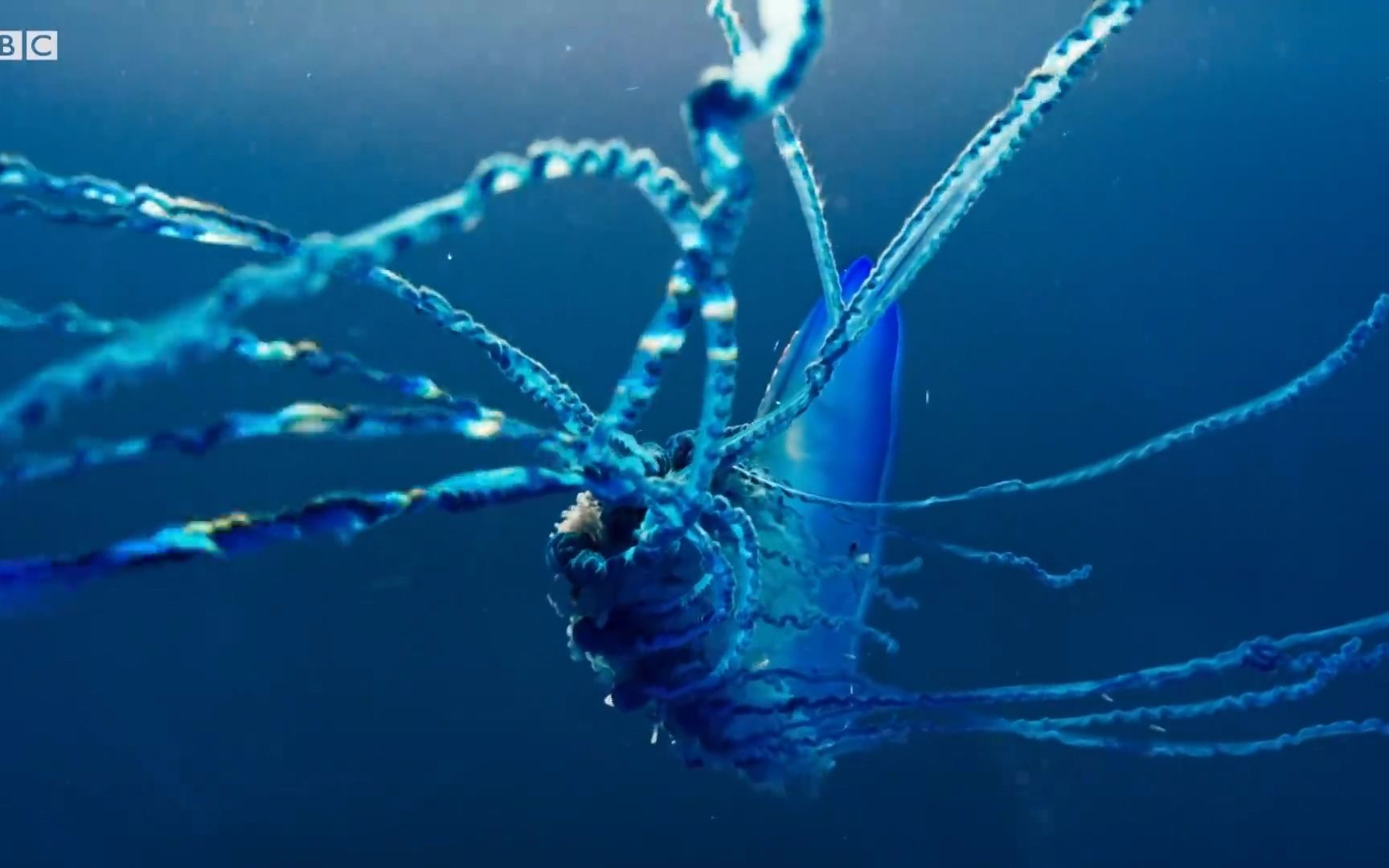 抖音之前很流行的“水母手势舞”你会吗？