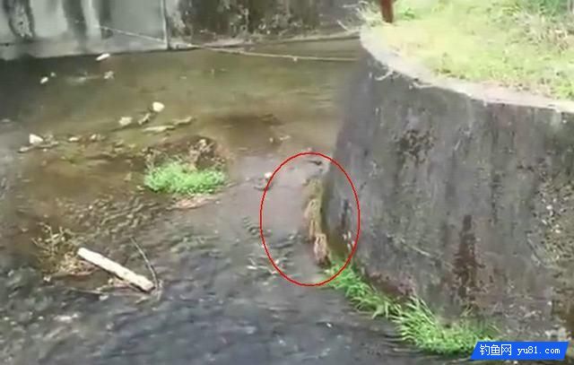 河边钓鱼, 传来一阵“哼哼”声, 可爱野物也来捕鱼？