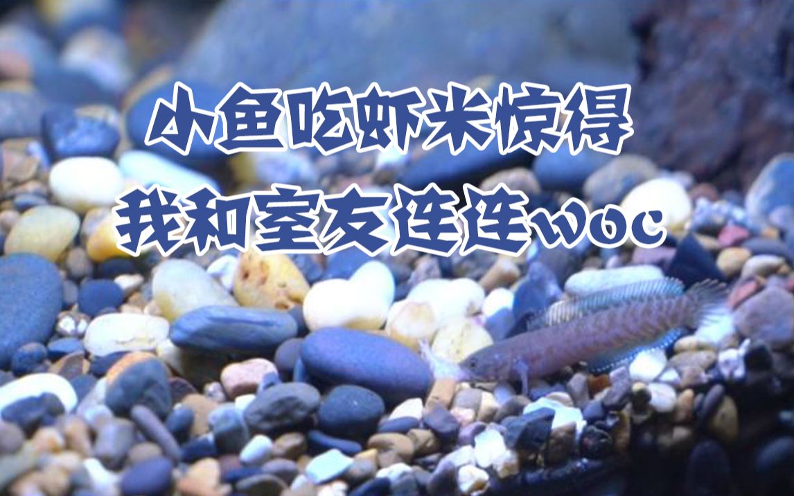 雷龙鱼如何训食饲料鱼的食谱很杂，色系也杂