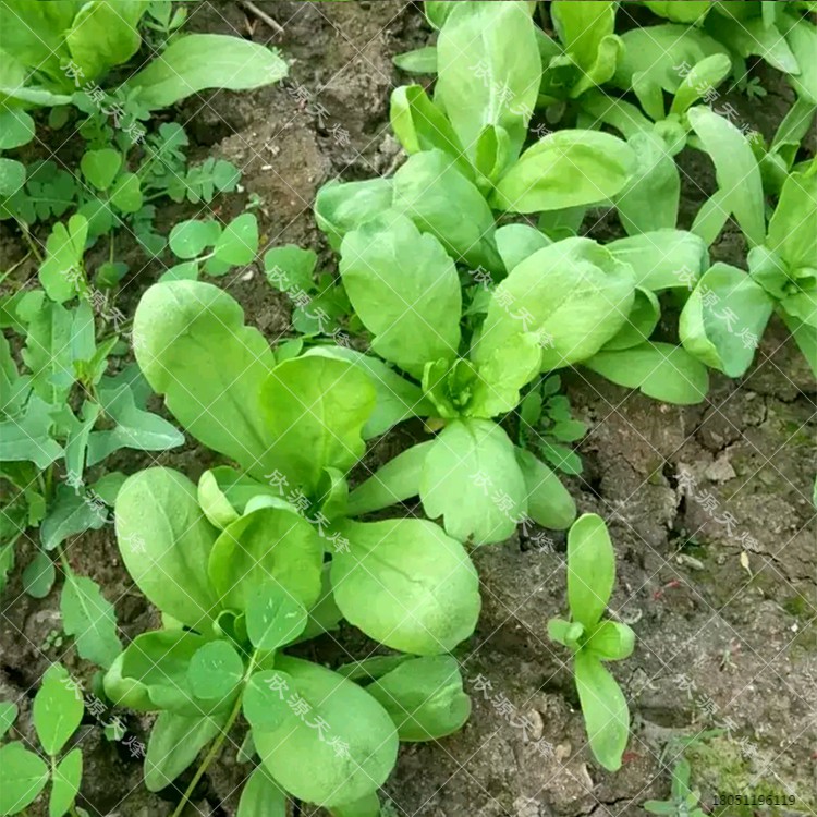 日本石龟 上海口岸截获“入侵物种”风险五颜六色的多肉植物