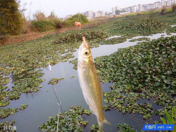 漫谈野钓对付小鱼闹窝的六个密招