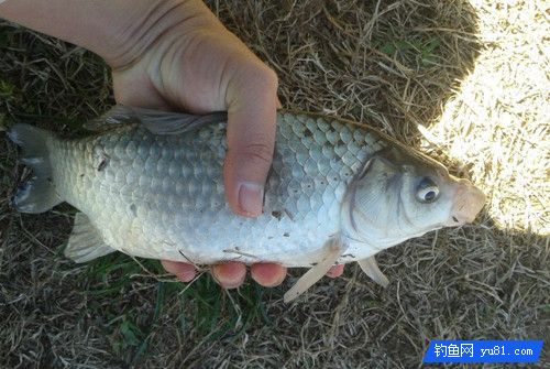 冬季库湖野钓鲫鱼的要点