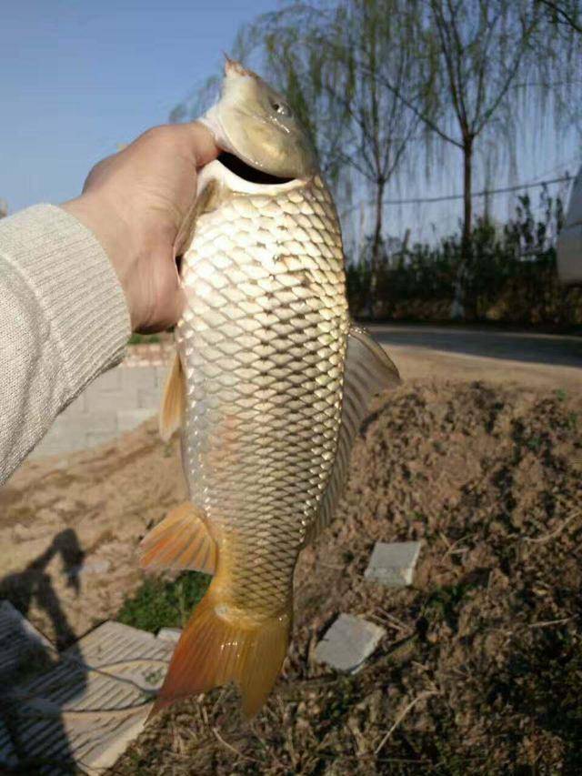 （农博土大讲堂）预选黄河鲤鱼,的养殖技术