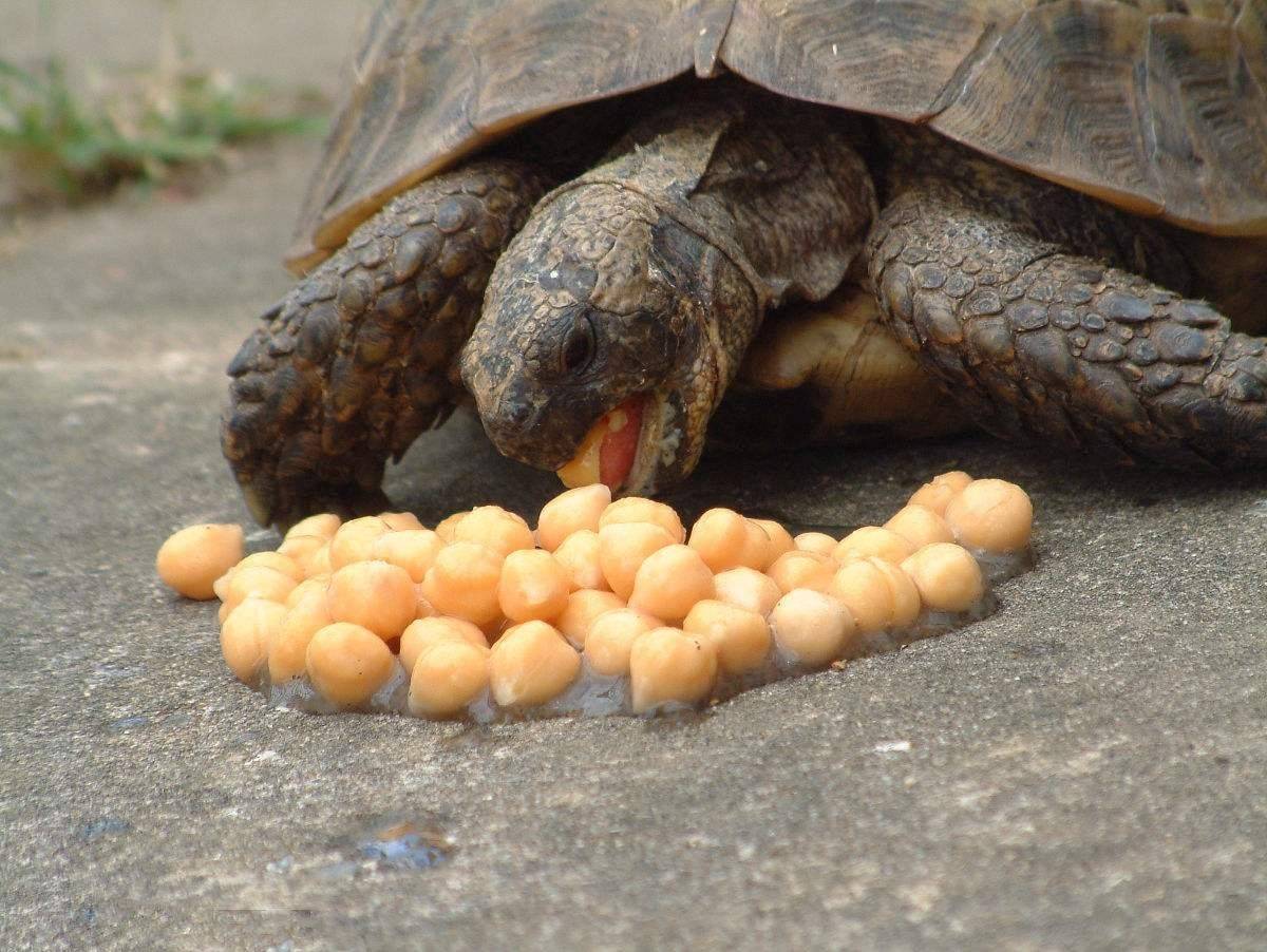 给乌龟吃荤腥味重的食物怎么办？乌龟的饲养方法