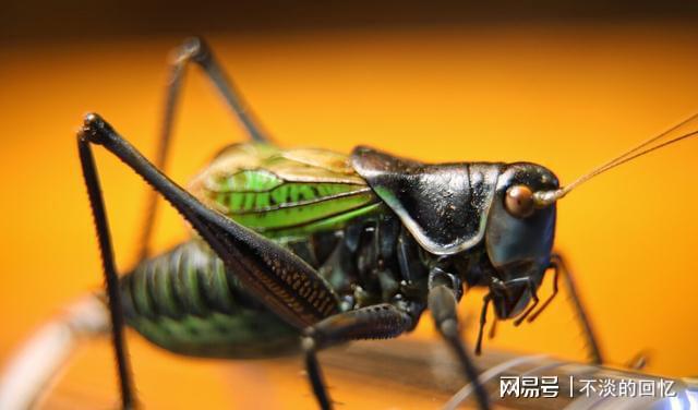 南宁花鸟市场斗蟋蟀人多时达五六百人