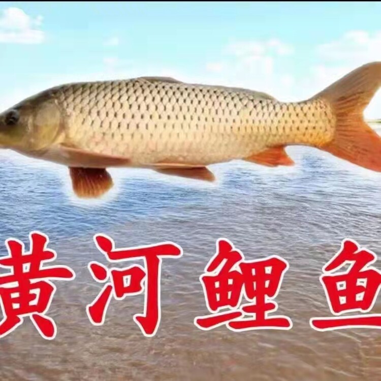 郑州黄河鲤鱼简介