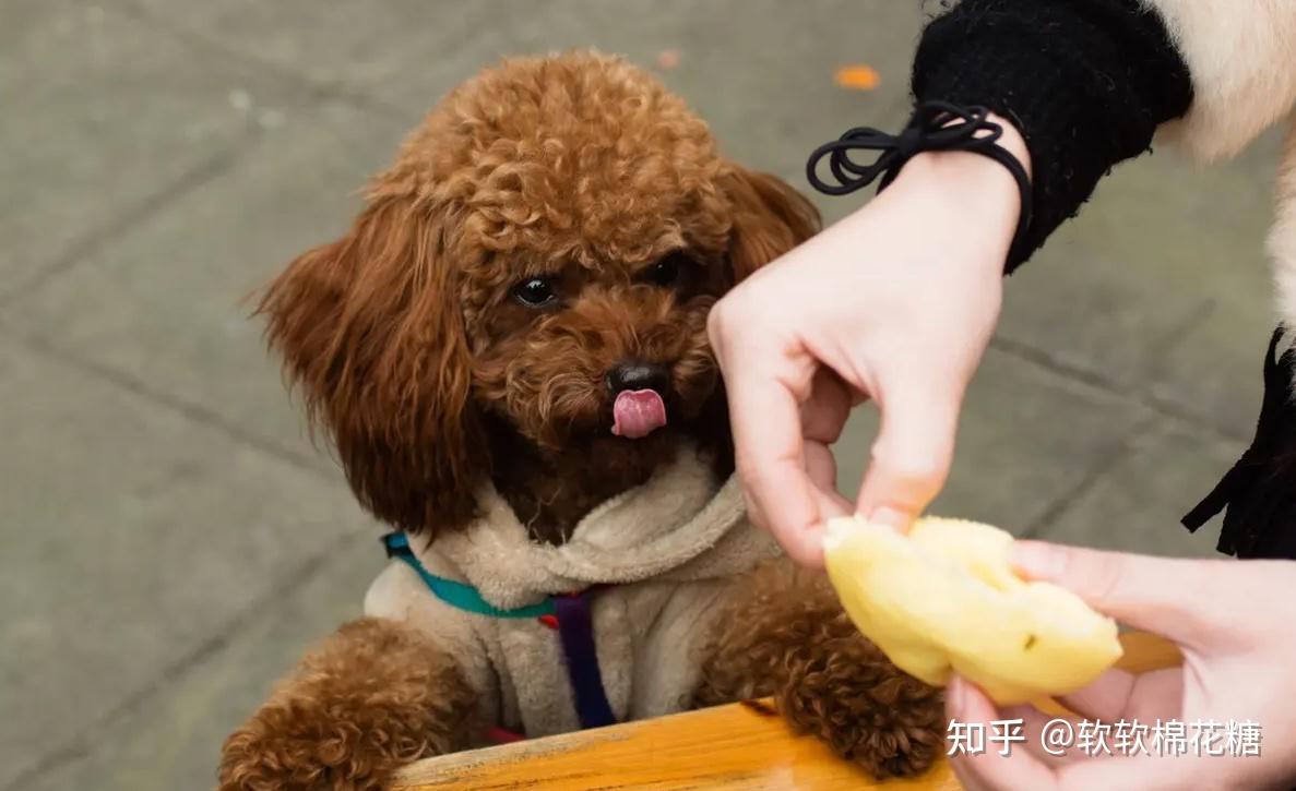 泰迪犬一天吃多少大吗？幼犬的话喂4顿