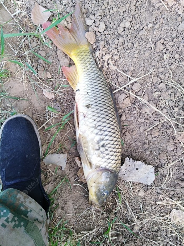 水库钓鲤鱼应该钓底还是钓浮？ 你应该使用什么诱饵？