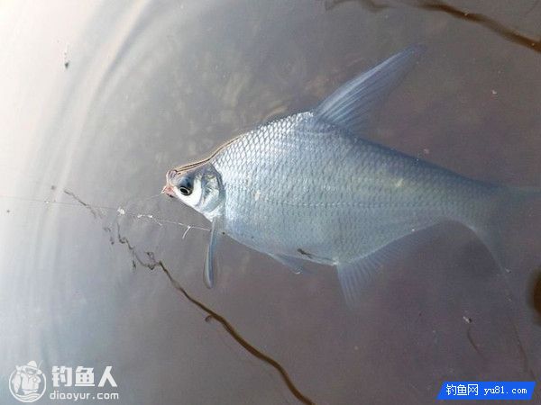 老钓友野钓鳊鱼用饵打窝及钓法总结
