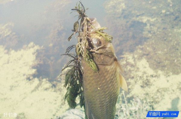 野外水草处钓鱼的经验谈
