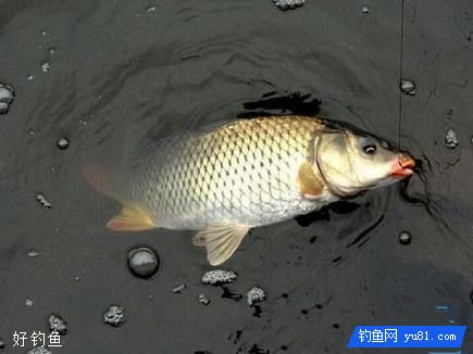 鱼口轻浮标动作小钓鱼六招必胜秘籍