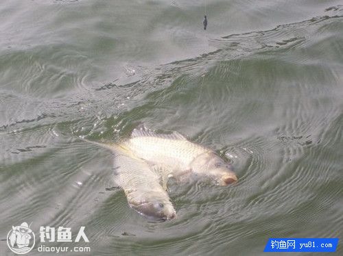 北方冬天野钓鲫鱼经验总结