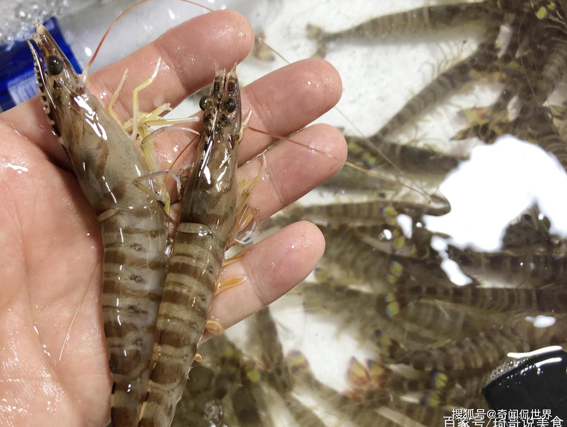 周末大集海鲜市场热闹各类海货吸引顾客前来淘货