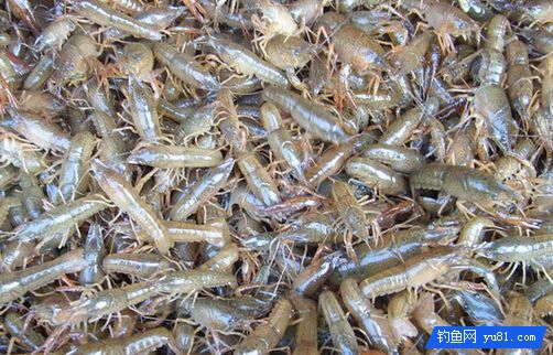 南用生虾蚯蚓，北用红虫？